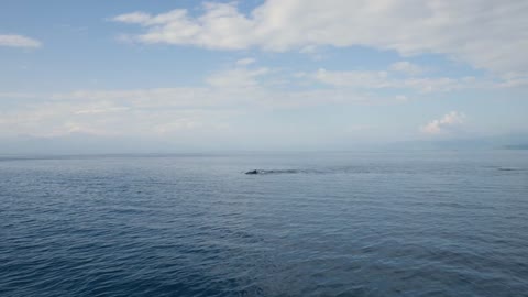 Several wild dolphins swimming in tropical sea in the Philippines