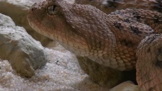 The look of this snake just makes goosebumps on the skin.