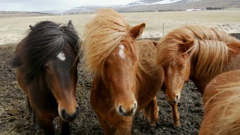 Group Icelandic horses close together in the cold windy weather