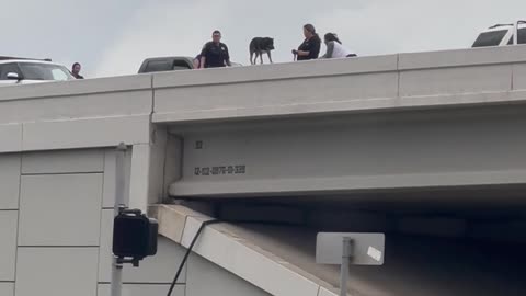 Officer Grabs Dog in Precarious Position