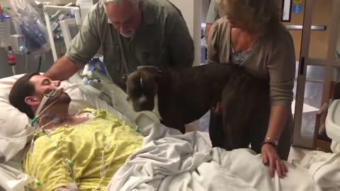 O momento emocionante em que um fiel cachorro se despede pela última vez de seu dono