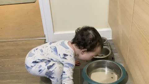 Baby Tries to Drink out of Dog Bowl