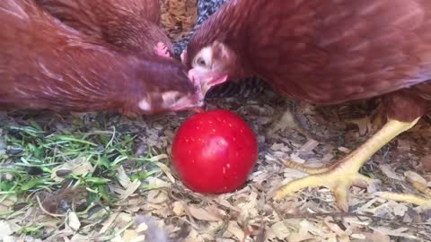 Pullets chow time!