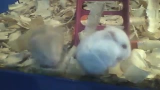 2 hamsters have fun in the pet store, seem to be brothers [Nature & Animals]