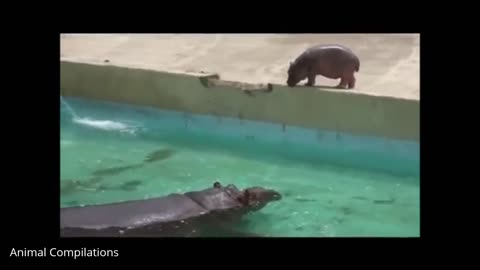 Baby Hippos Swimming - CUTEST Compilation