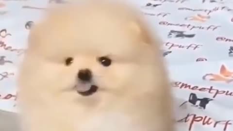 Super Cute Dog! Cute and Funny Dog Video🐕😂