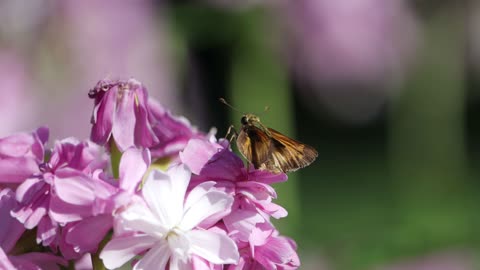 Skipper Butterfly on Soapwort Flowers