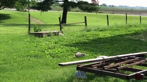 Possums at the farm