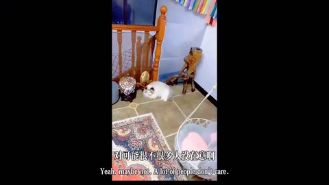 Funny cat videos 2024 try not to laugh😂🐶