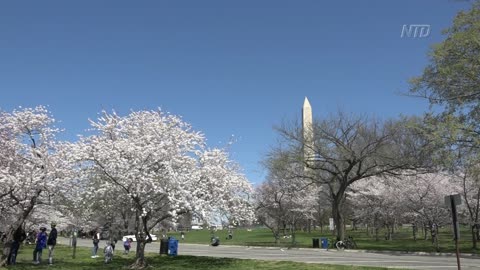 D.C.'s Cherry Blossom Doughnuts