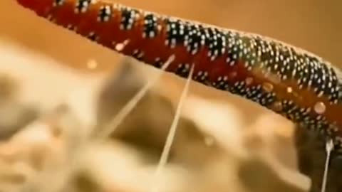 A Golden-tailed Gecko releasing multiple streams of pungent liquid