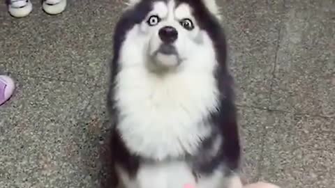 Huskies sure are cute but they aren't the smartest of breeds