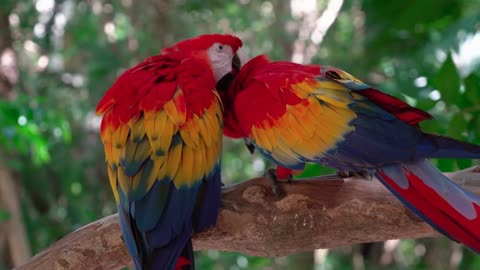 Most beautiful birds in the world and their lovely sounds.