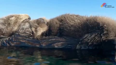 Ocean Cradle: Sea Otter Mom Tends Her Baby! 🌊🦦👩‍👧❤️💤👼