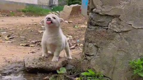 Innocent Puppy Drinking Water