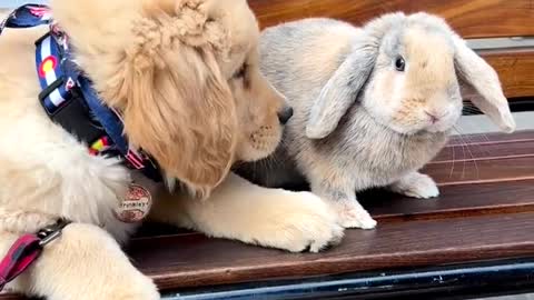 My dog and rabbit friendship