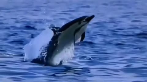 Dolphin: the smartest and friendliest creatures in the ocean #funfactforkids #shorts #video