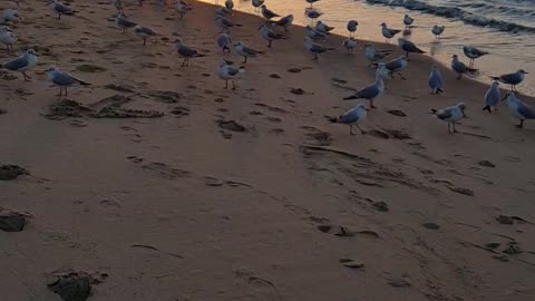 Landscape Haeundae in Busan, South Korea (with Seagull)