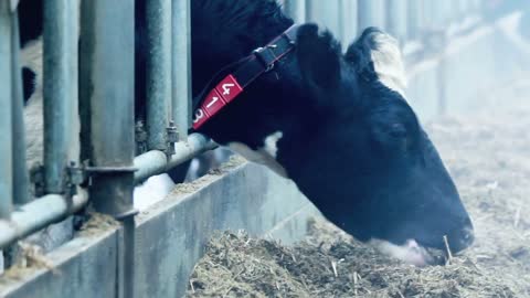 Cow on a dairy farm eating hay. Milk cow feeding. Closeup of cow in a farm barn. Modern farm