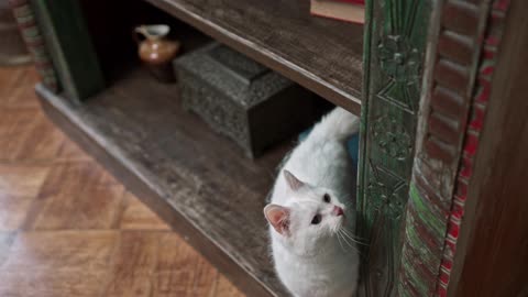 White Cat Standing On leg.