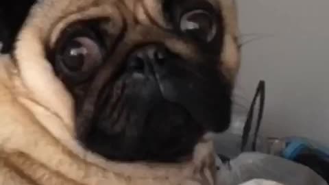 Dramatic pug delivers epic face for the camera