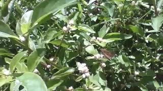 Borboleta anda entre as folhas e plantas durante o sol de tarde [Nature & Animals]