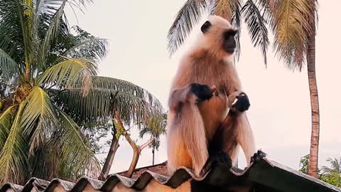 A monkey eats his food on the roof of the house.