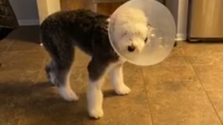 Good boy frozen in the cone of shame