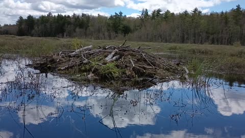 Beaver Lodge