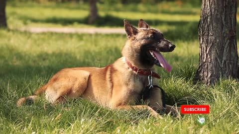 Belgian Malinois Health Problems