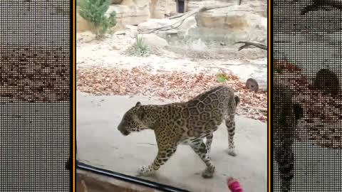 Babies' reaction to feeding animals at the zoo