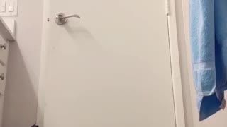 Cat Has Learned How to Escape the Bathroom