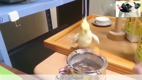 Top to highlight funny parrot bird. Try not to laugh clean animal. Funny pets video