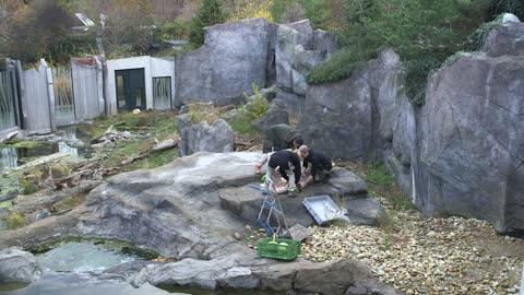 Zoo Surprises Adorable Polar Bear With Giant Frozen Salmon Cake For Second Birthday