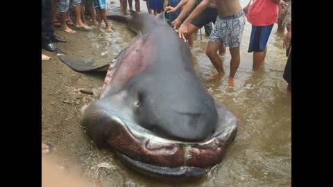 Unknown Sea Creature found in the Philippines