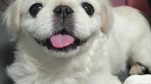 The Pekinese dog is happy to have a snack