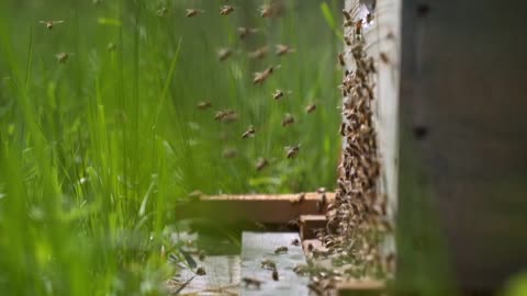 BEE HIVE GENERATING HONEY