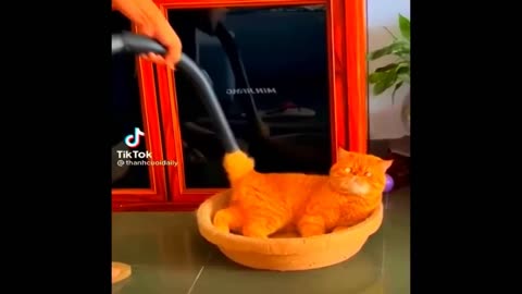 New Funny Animals Video 2024 | Funniest Cats and Dogs Videos | New Funny Video Of Cat And Dogs #310