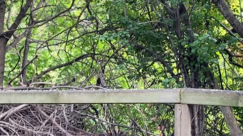 Chickadees and Blue Jays