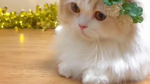 Cute cat video cutcat