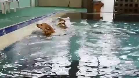 A dog who can't swim and a dog who is good