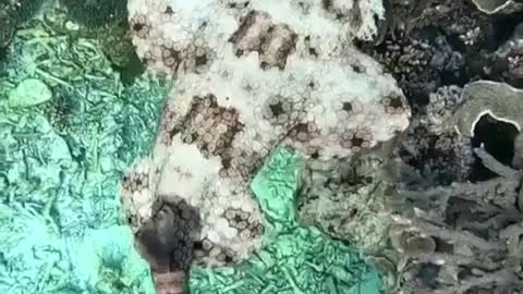 A Wobbegong shark surveys the Great Barrier Reef