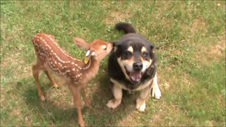 Dog babysits baby fawn.