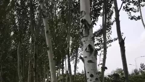 Rows of poplar trees guard us on both sides of the road