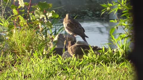 238 Toussaint Wildlife - Oak Harbor Ohio - Meeting Of The Happy Bird Brains