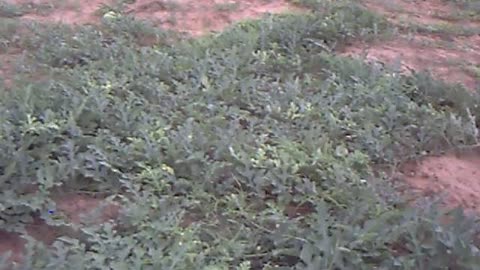 Yellowing of watermelon leaves during the long rain season