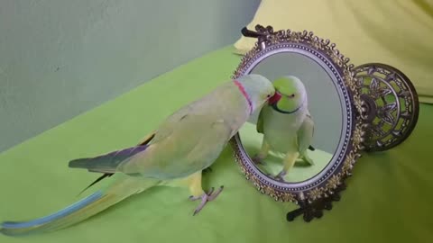 Parrot talking with mirror