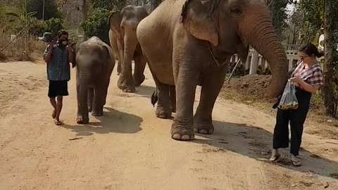 Elephants are waking