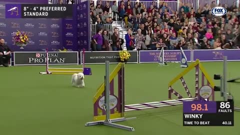 Watch 5 of the best WKC Dog Show moments to celebrate National Puppy Day | FOX SPORTS