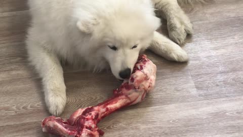 dog gnaws a bone